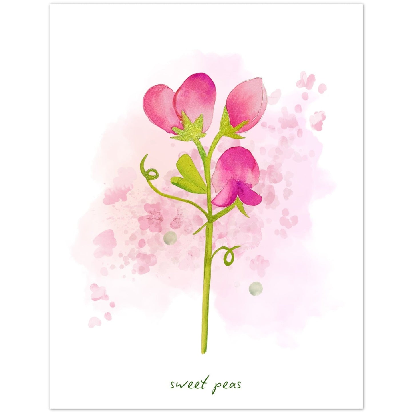 Luxury Notecards ~ Sweet Peas - Pack of 4