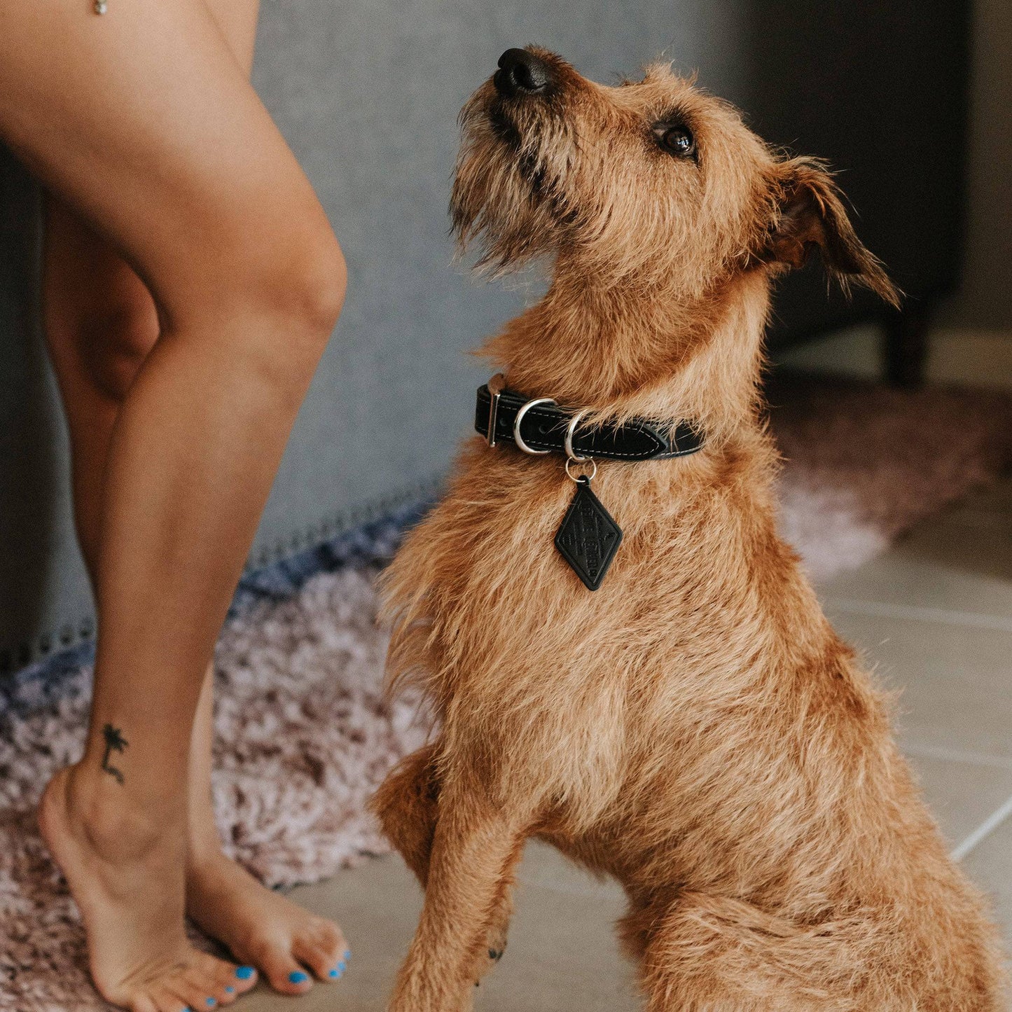 Leather Dog Collar - Designer All for American