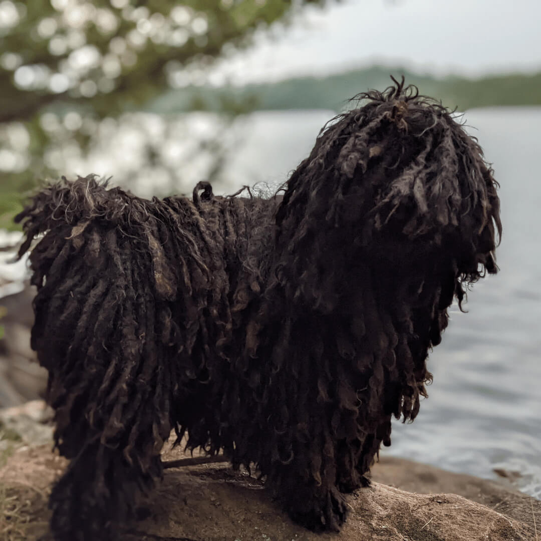dog shampoo