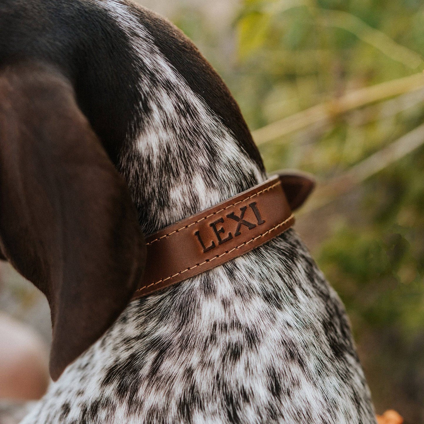 Leather Dog Collar - Designer All for American