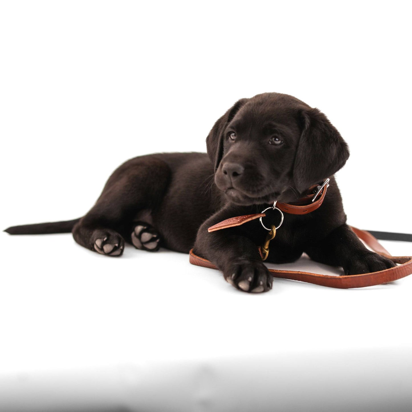 Leather Dog Collar - Classic All for American