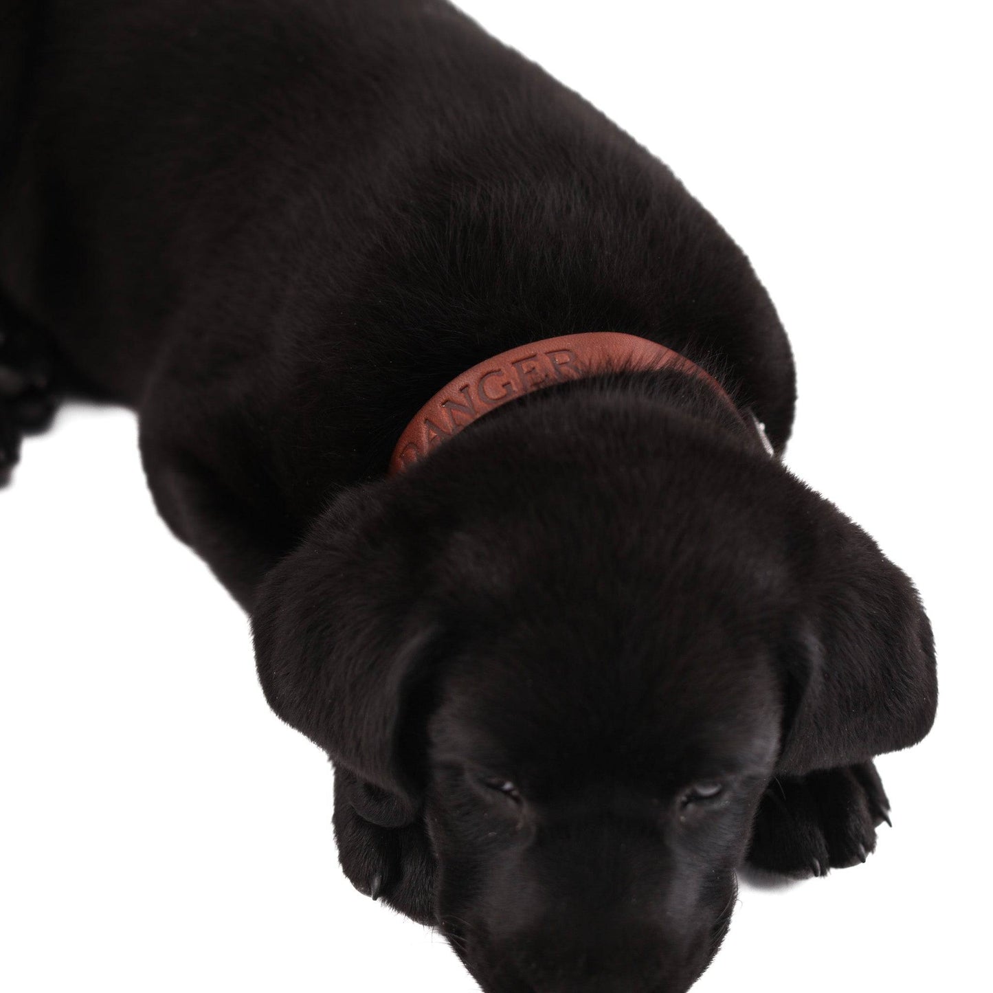 Leather Dog Collar - Classic All for American