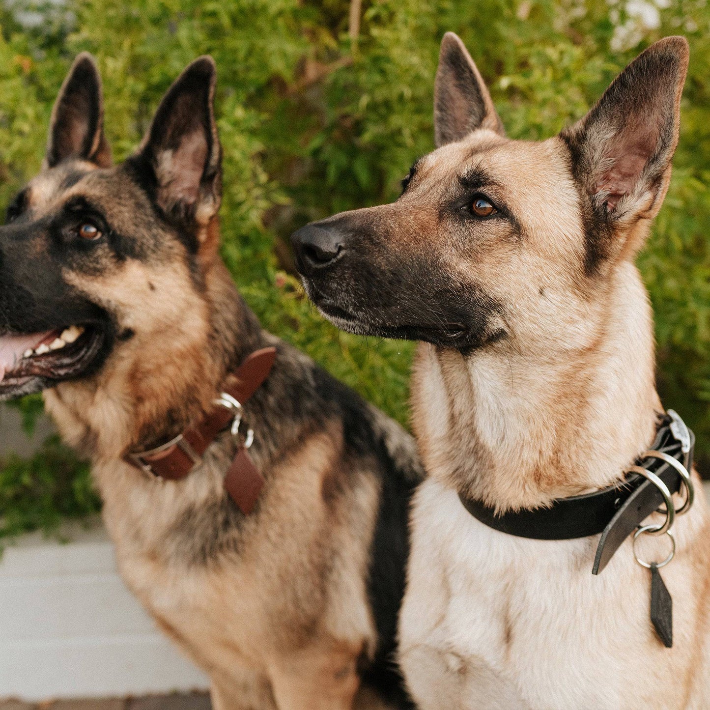 Leather Dog Collar - Classic All for American
