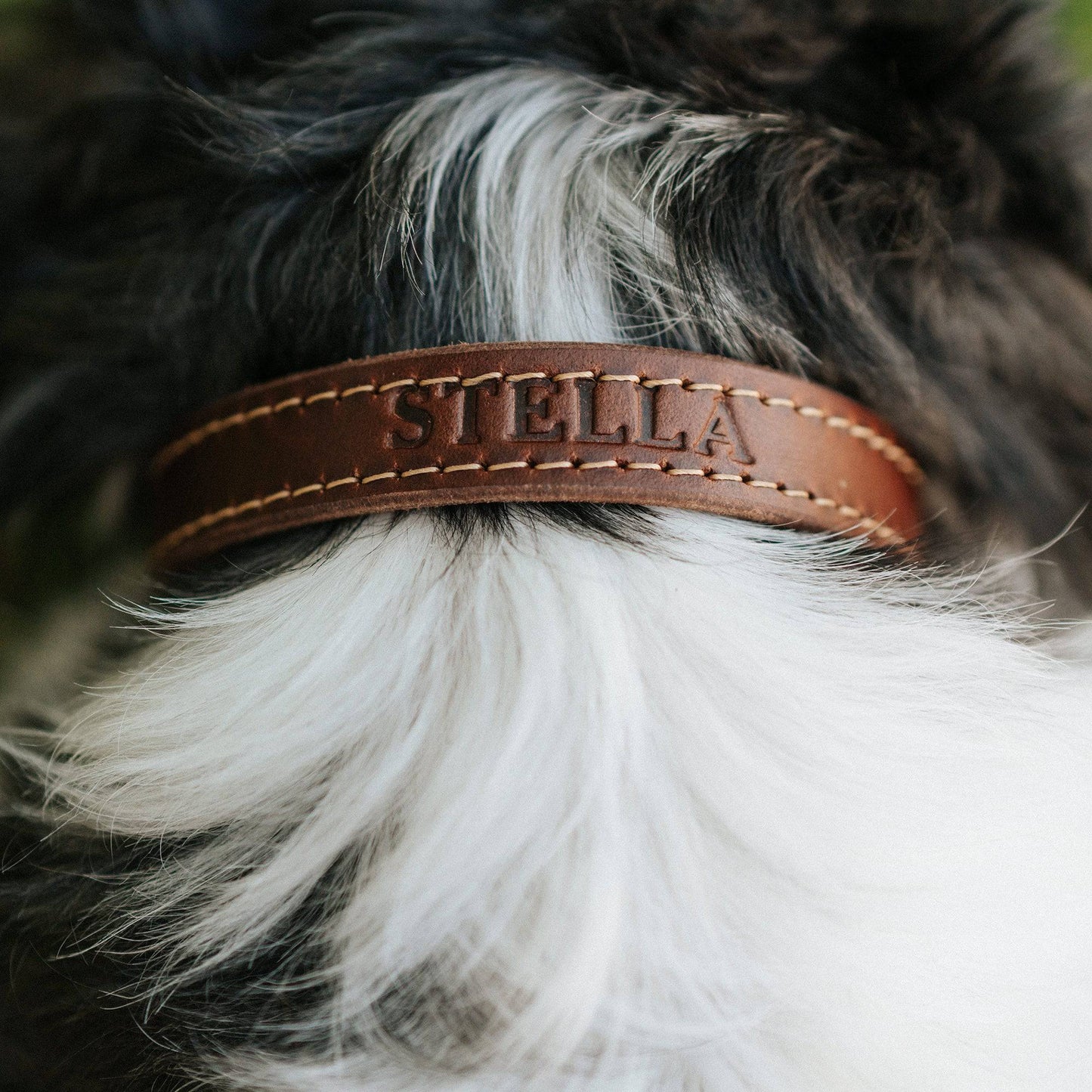Leather Dog Collar - Designer All for American