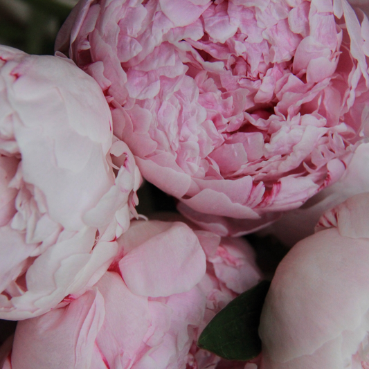 Peony + Blush Suede