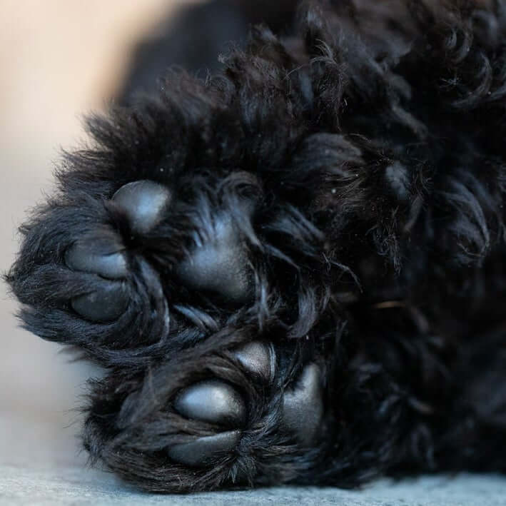 paw-tector balm