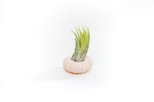 Pink Urchins with Tillandsia Air Plants - Set of 3