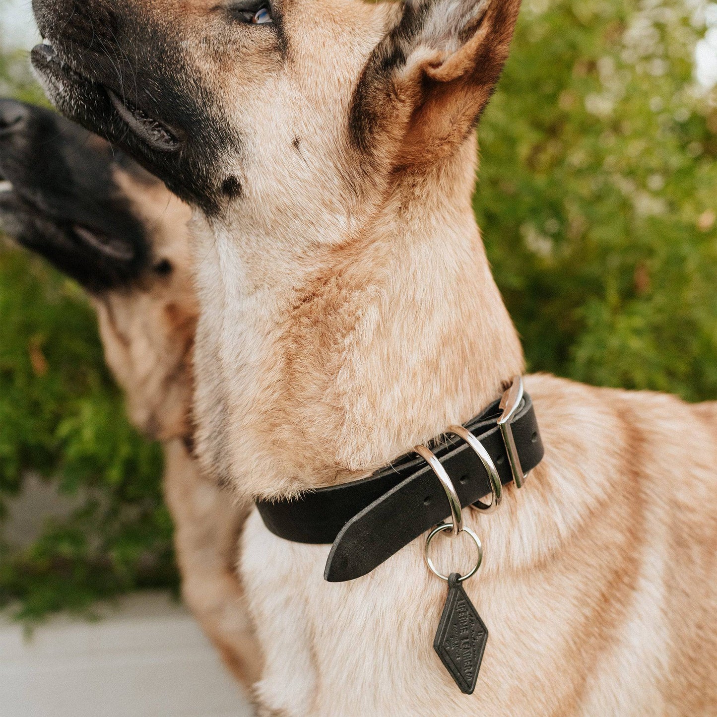 Leather Dog Collar - Classic All for American