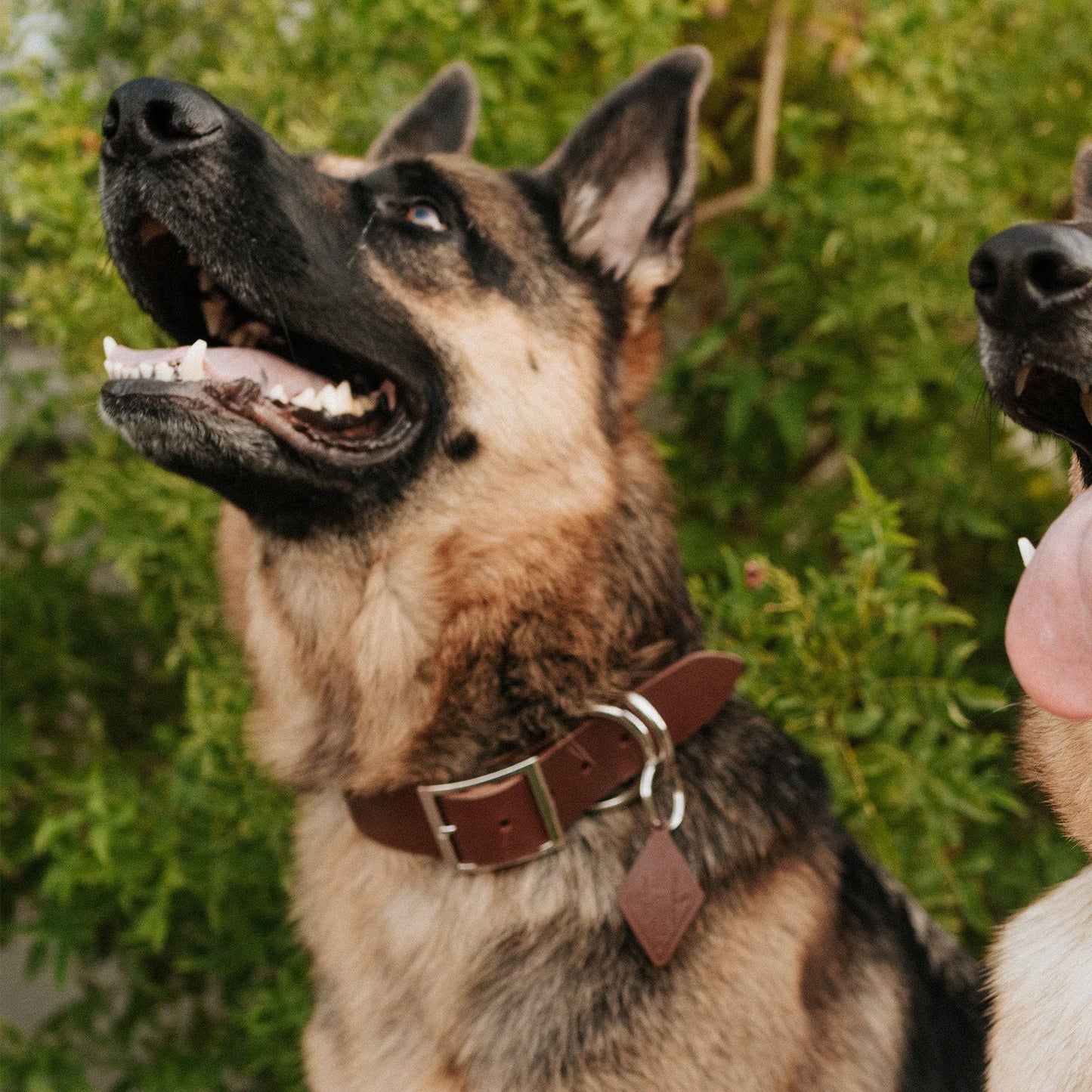 Leather Dog Collar - Classic All for American
