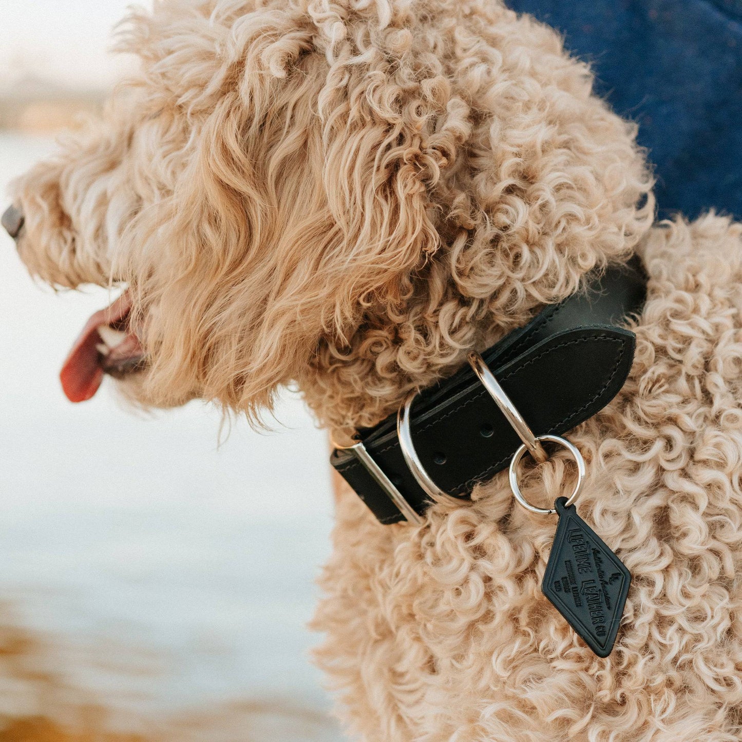 Leather Dog Collar - Designer All for American