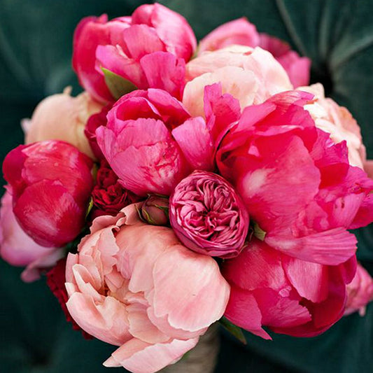 Haute Pink