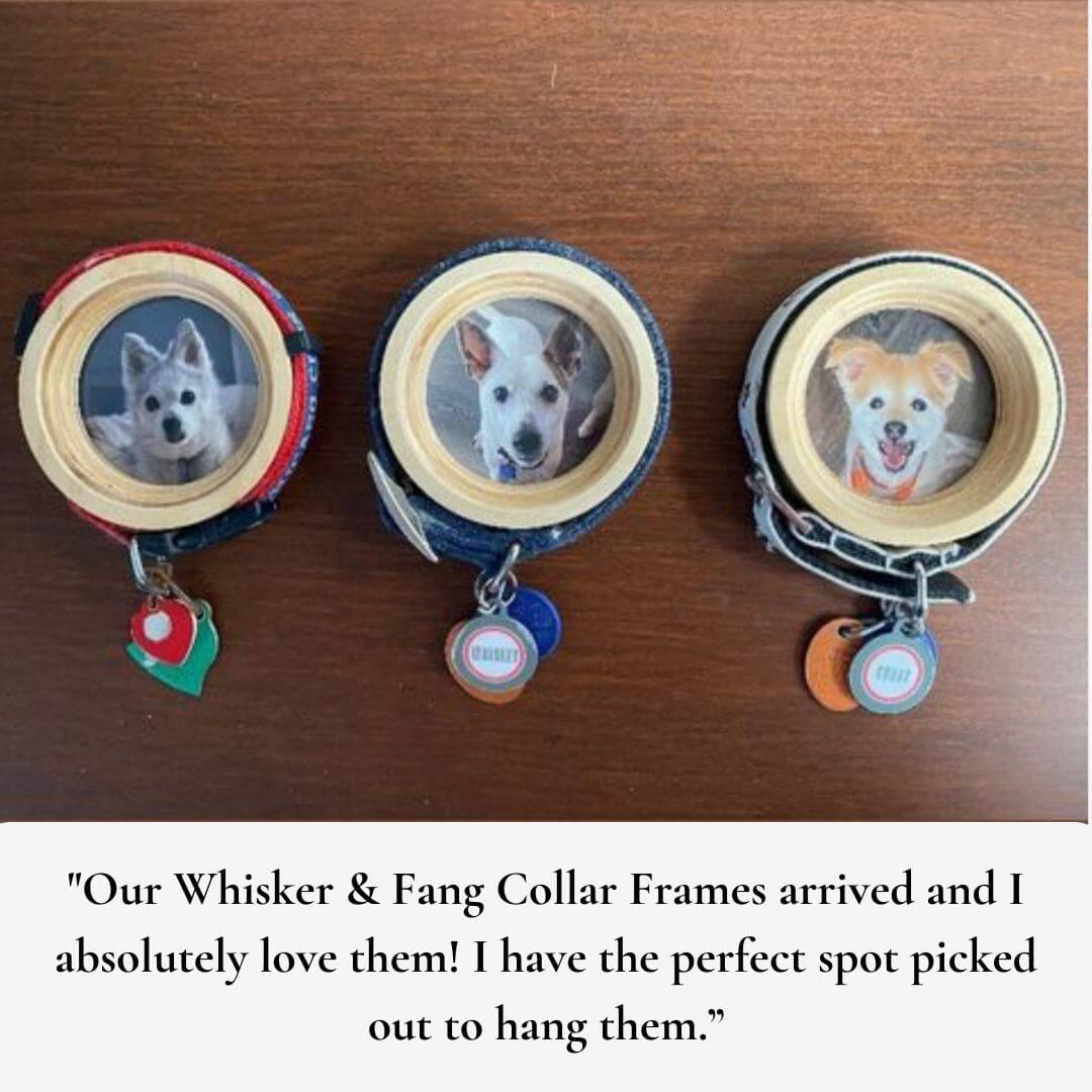 Small Dog Collar Frame | "The Chihuahua"