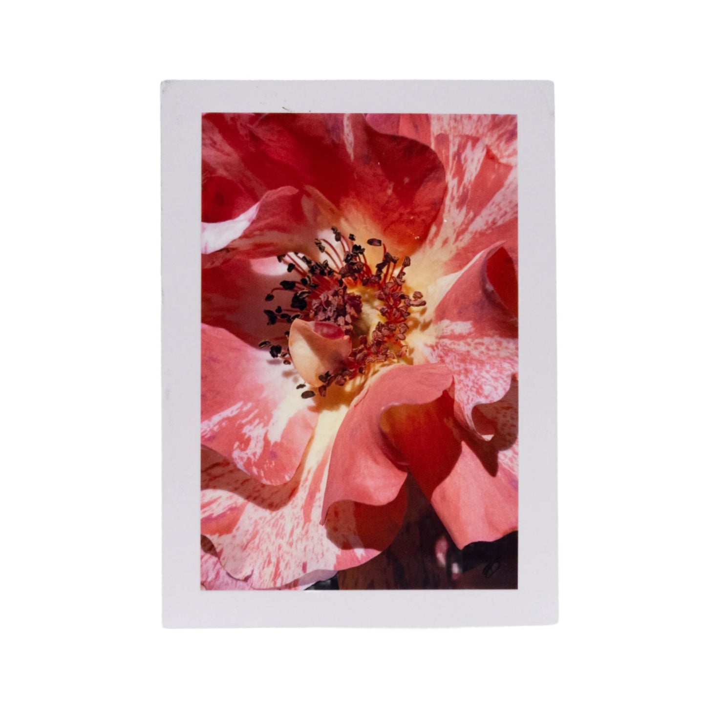 White Greeting Card | Pack of 3 | KJ Made