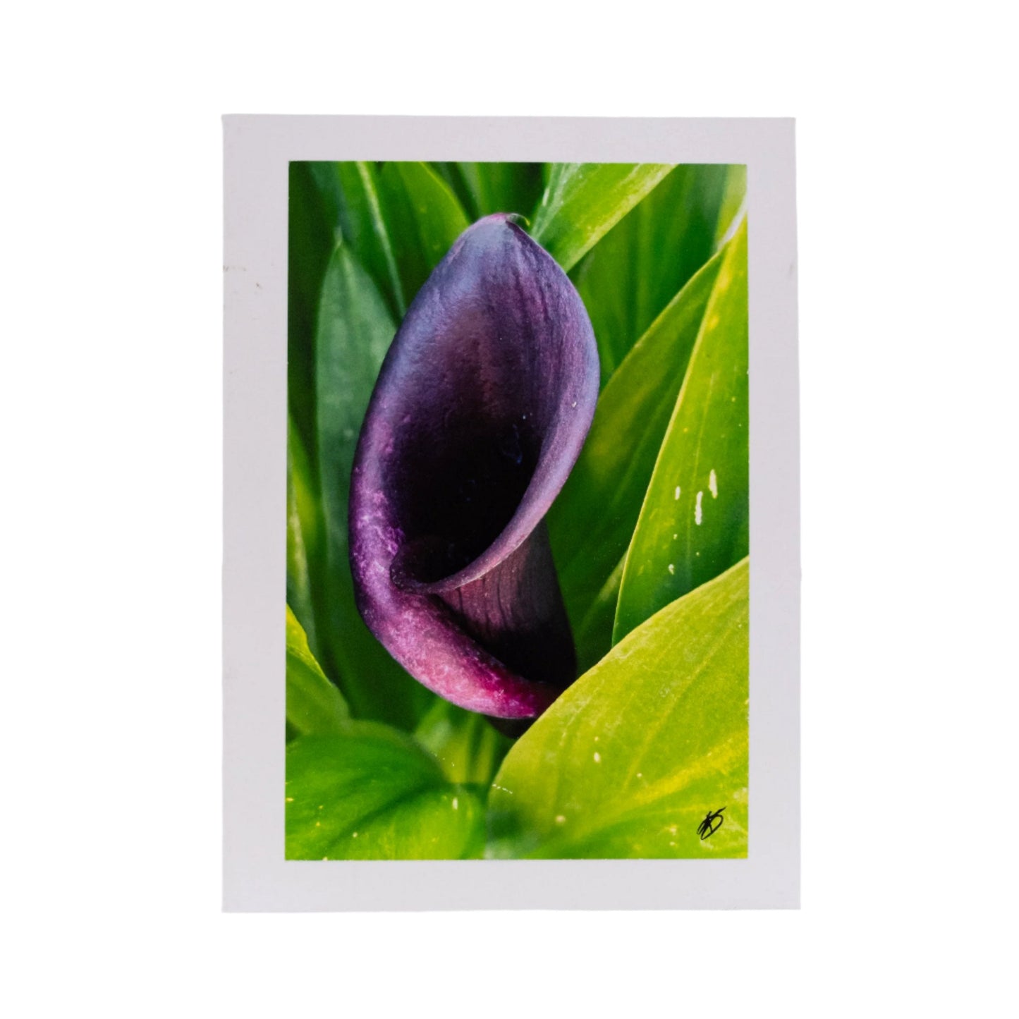 White Greeting Card | Pack of 3 | KJ Made
