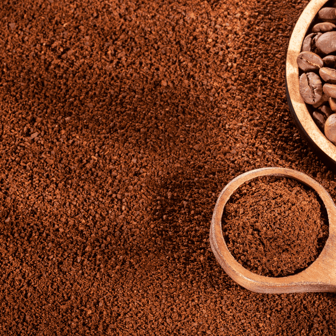 WILD ORCHID | SUMATRAN