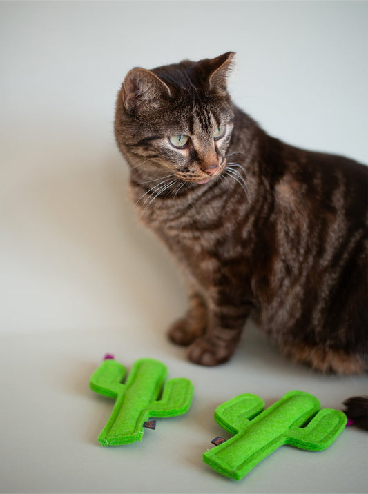 KITTY CACTUS