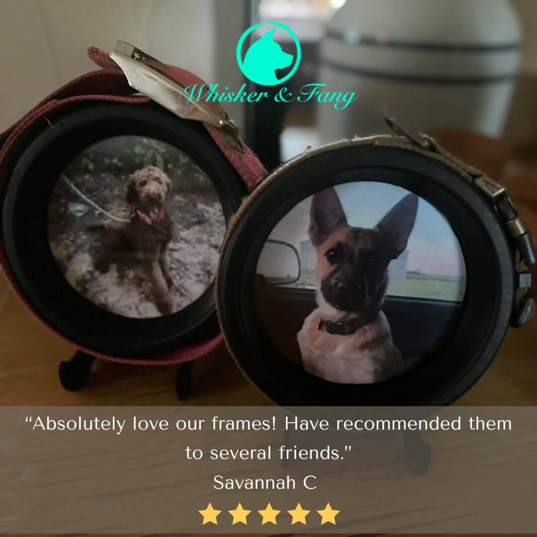 Medium Dog Collar Frame | "The Beagle"