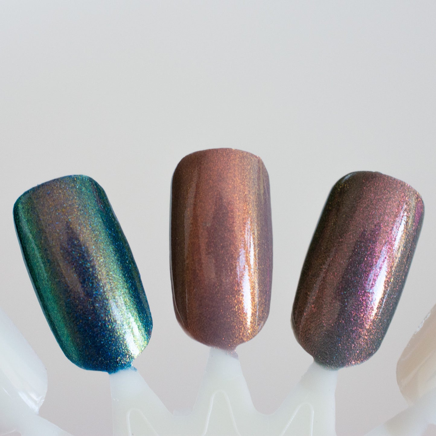 The Dendrology Collection
