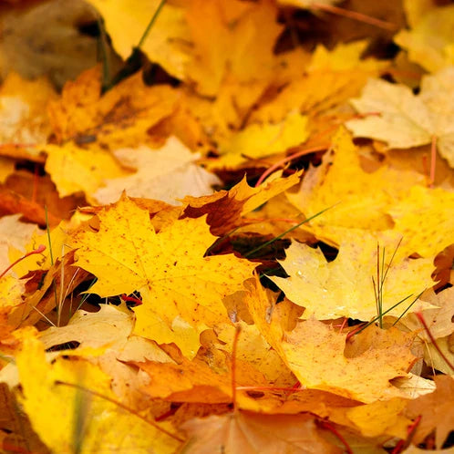 Fallen Leaves - 8 oz. Tin