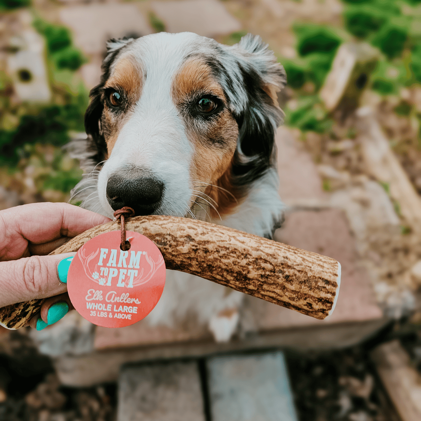 Whole Elk Antlers for Dogs | All-Natural Antler Dog Chews