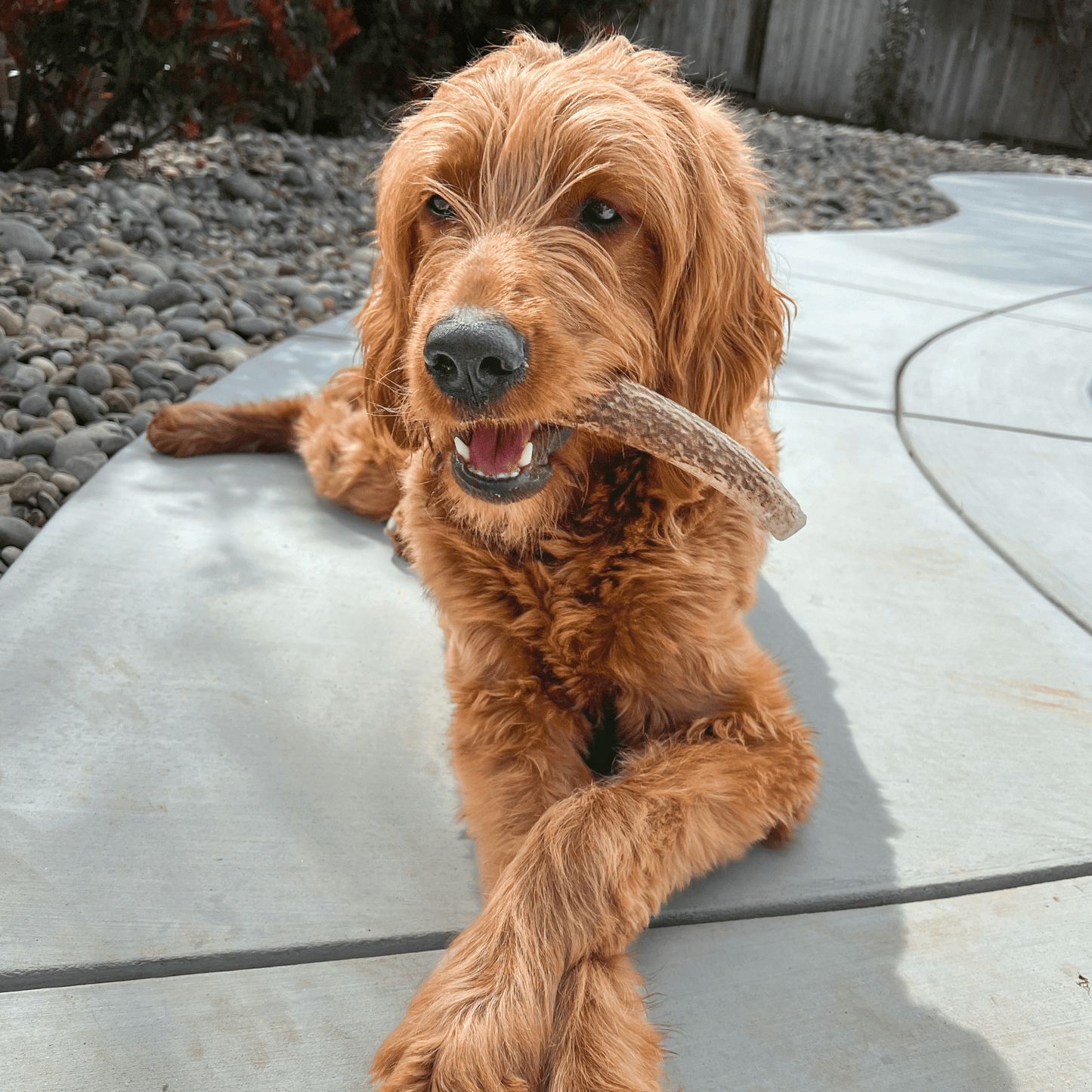 Whole Elk Antlers for Dogs | All-Natural Antler Dog Chews