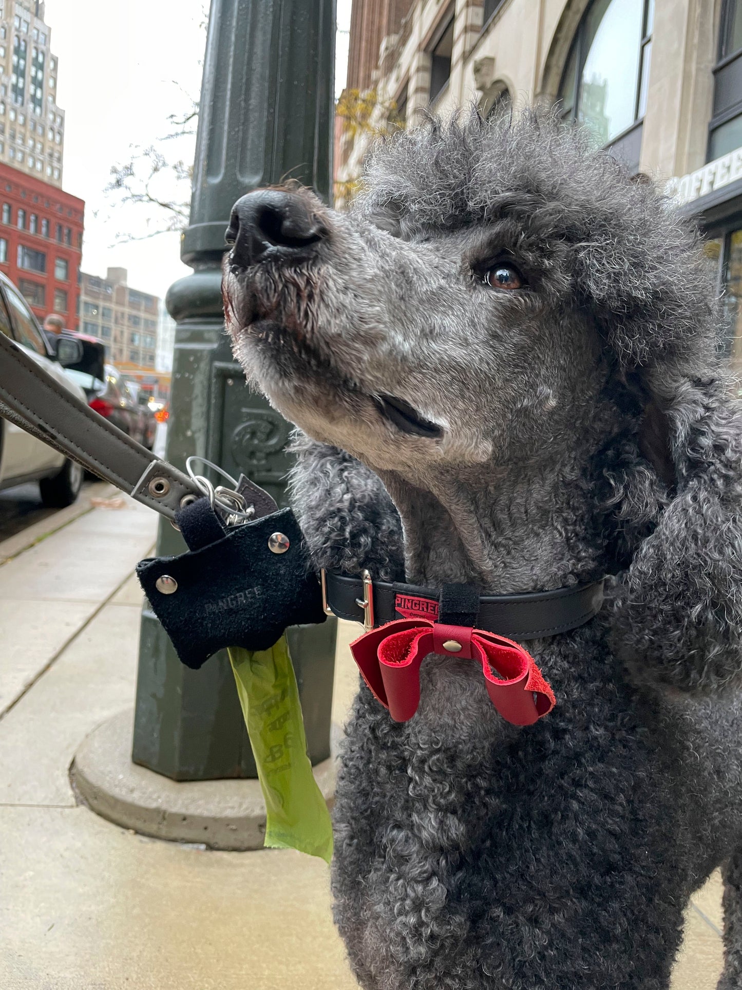 Pingree Pet Tie