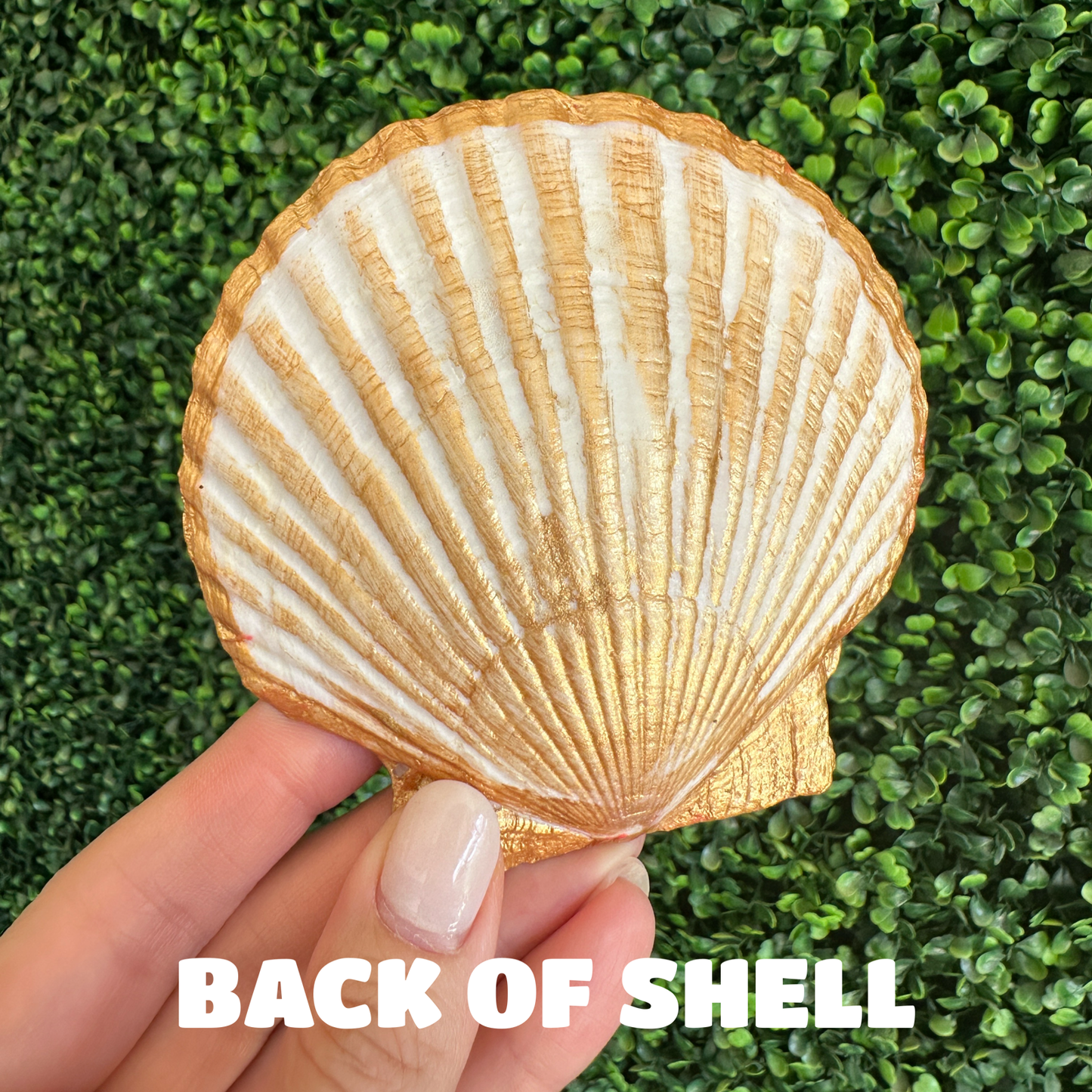 Blue Manor Shell Jewelry and Trinket Dish