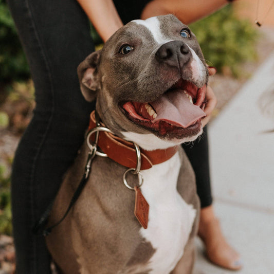 Leather Dog Collar - Classic All for American