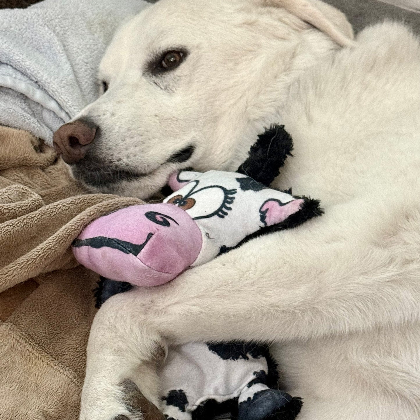 Moo-Ria the Cow