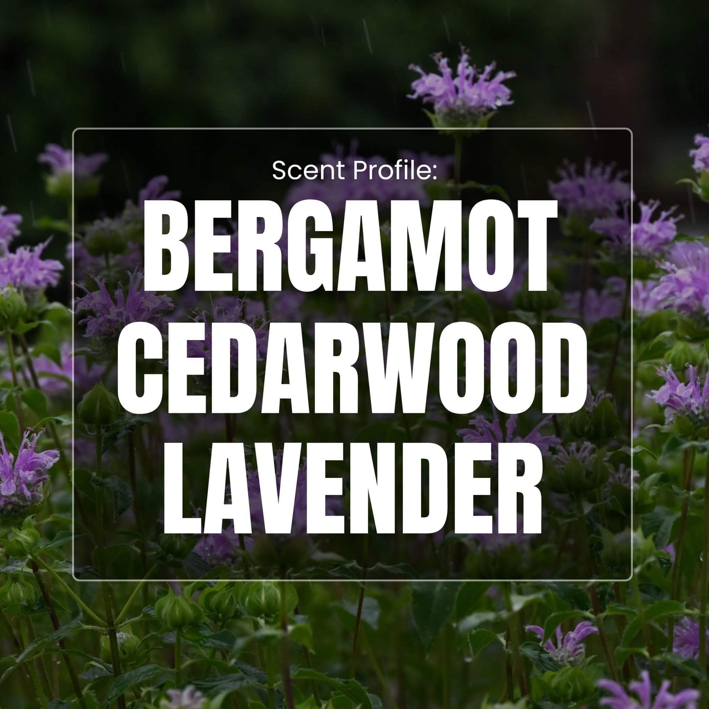 Northern Wind Beard Balm - Bergamot, Cedar, Lavender