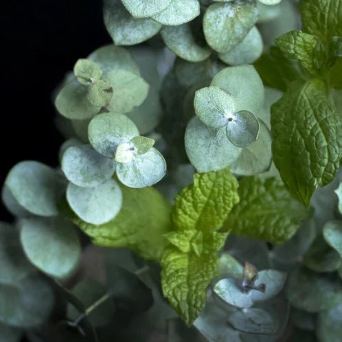Peppermint and Eucalyptus - 8 oz. Tin