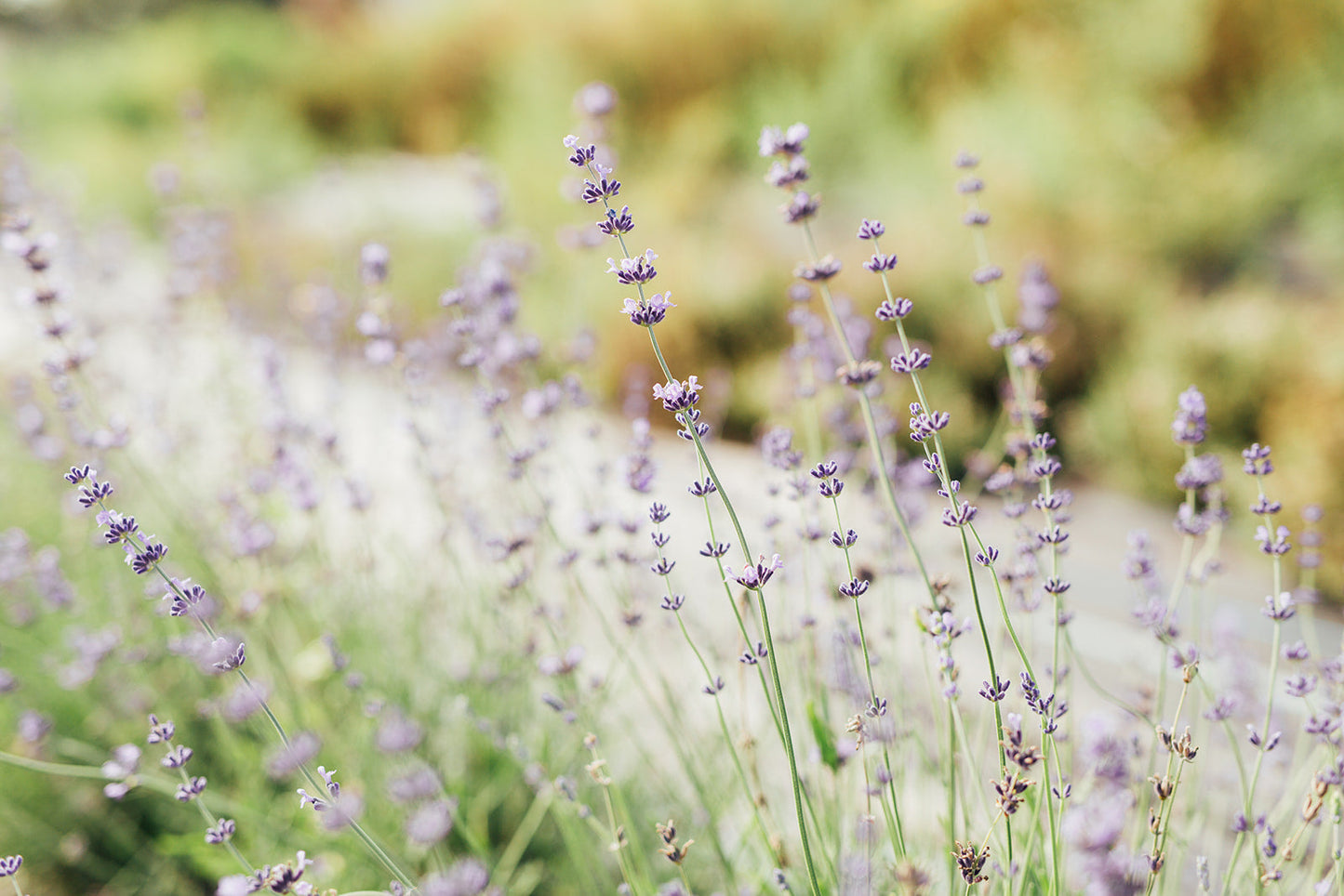 Blueberry Lavender Syrup