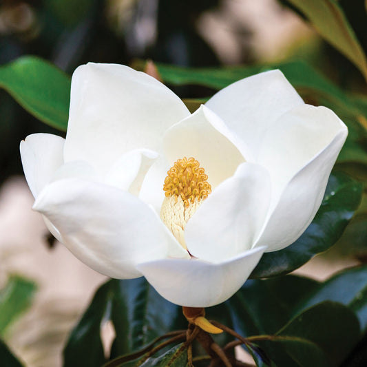 Magnolia Hand & Body Wash