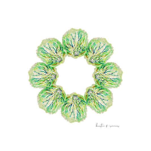 Sea Cabbage Star