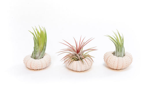 Pink Urchins with Tillandsia Air Plants - Set of 3