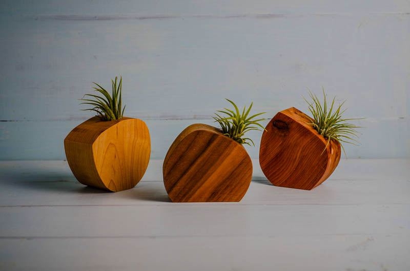 Little Air Plant Holder