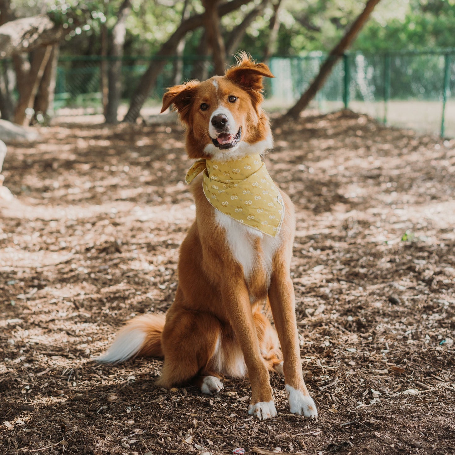 Daisy Yellow Bandana