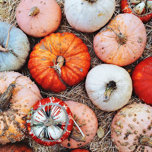 Ginger Pumpkin