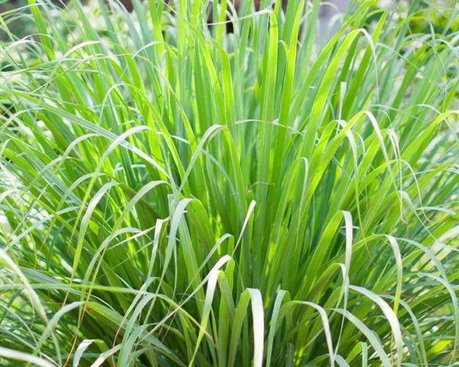 Lemongrass – 8 oz