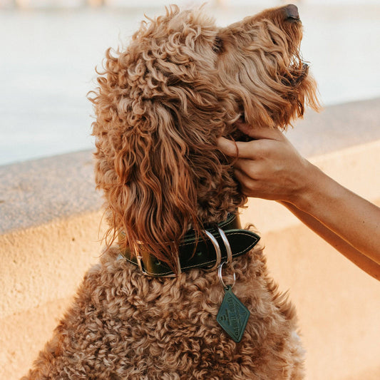 Leather Dog Collar - Designer All for American