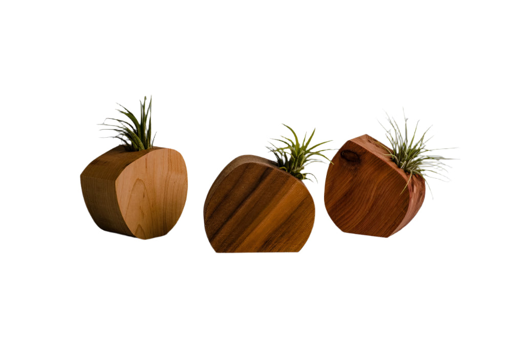 Little Air Plant Holder