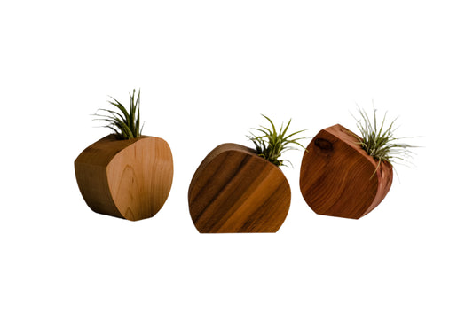 Little Air Plant Holder