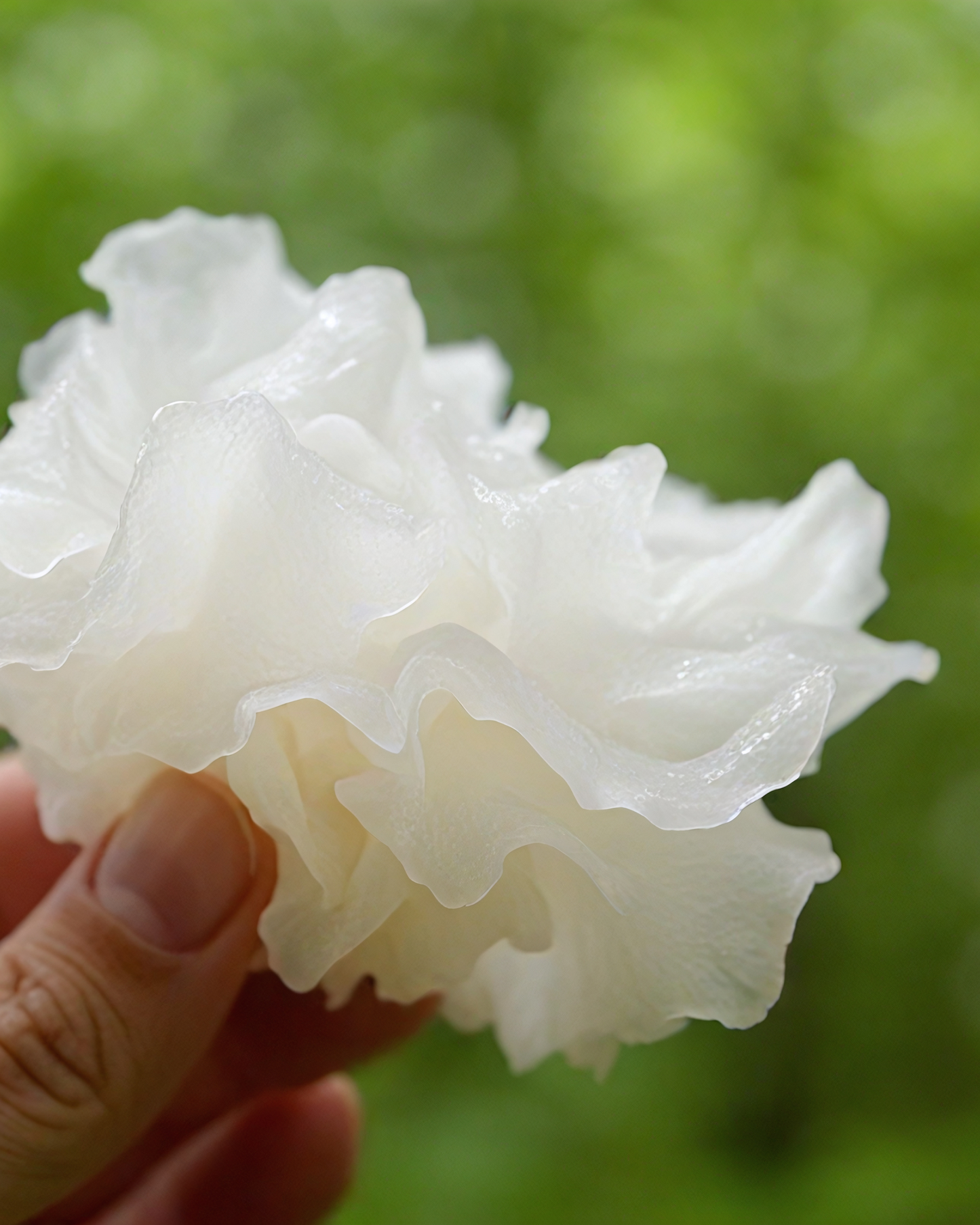 Tremella Mushroom Serum - All Natural Hyaluronic Acid Alternative