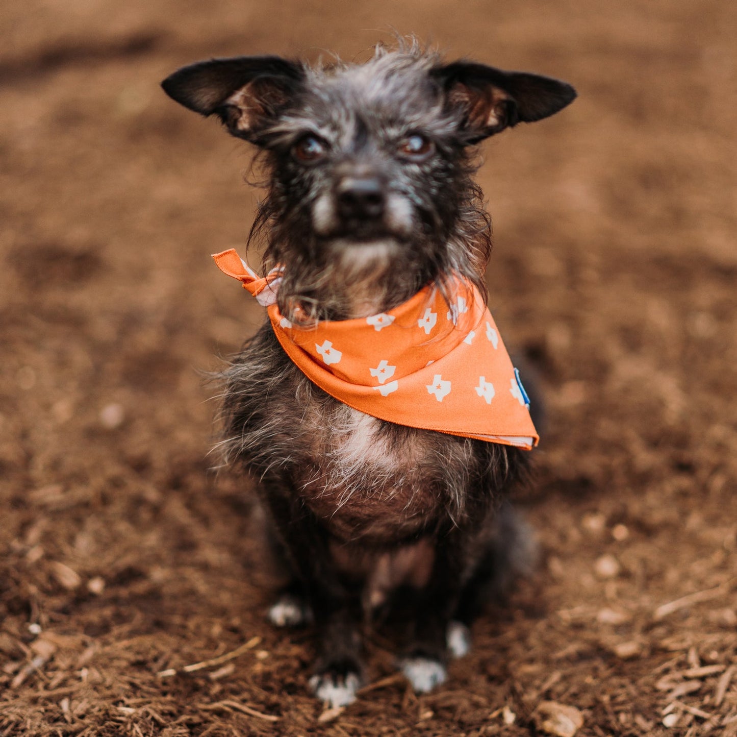 Texas State Dog Bandana x Studio Orch Collaboration